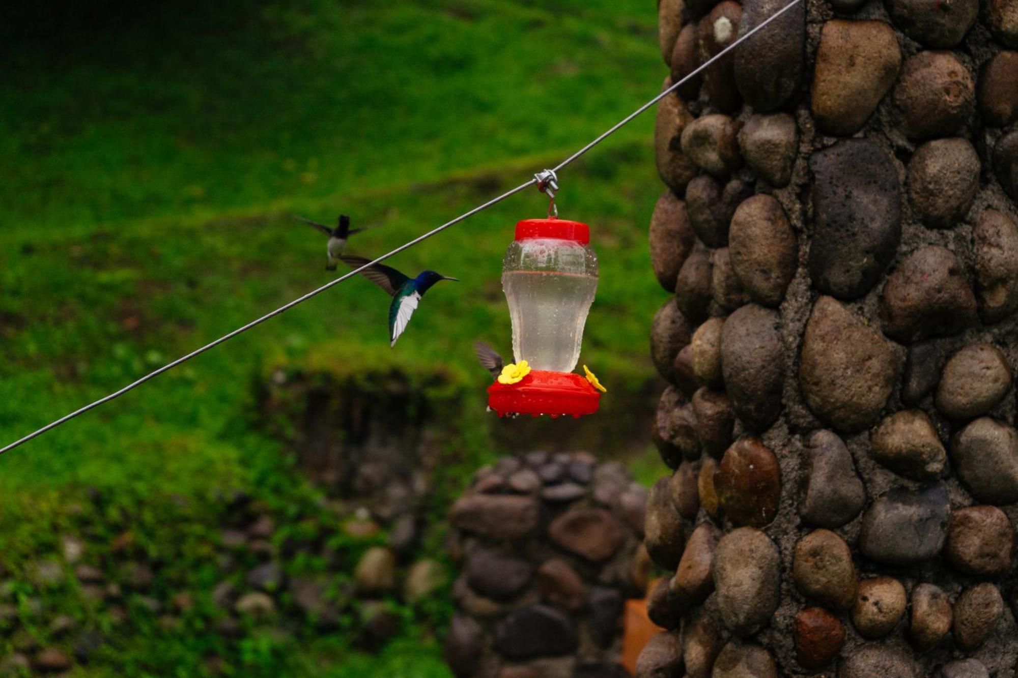 Pura Vista Glamping Hotel El Castillo Buitenkant foto